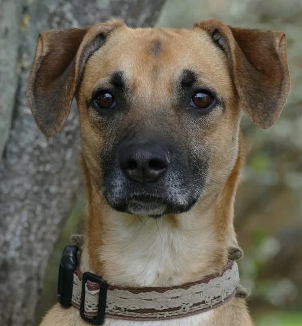Paco, male Mixed Breed for adoption at Tierheim Bonn, Bonn