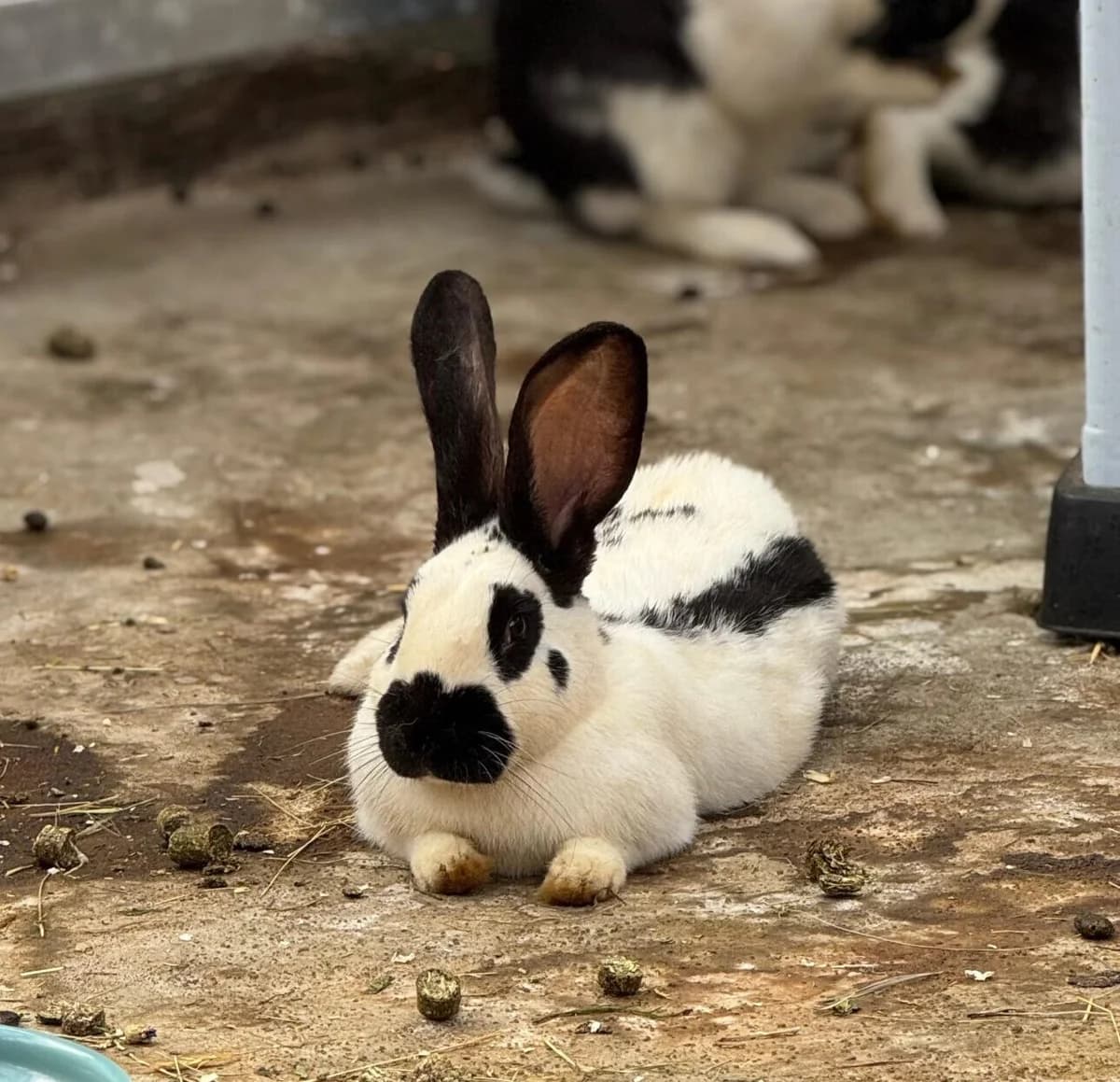 Pani, mixed breed for adoption at Tierheim Bonn, Bonn