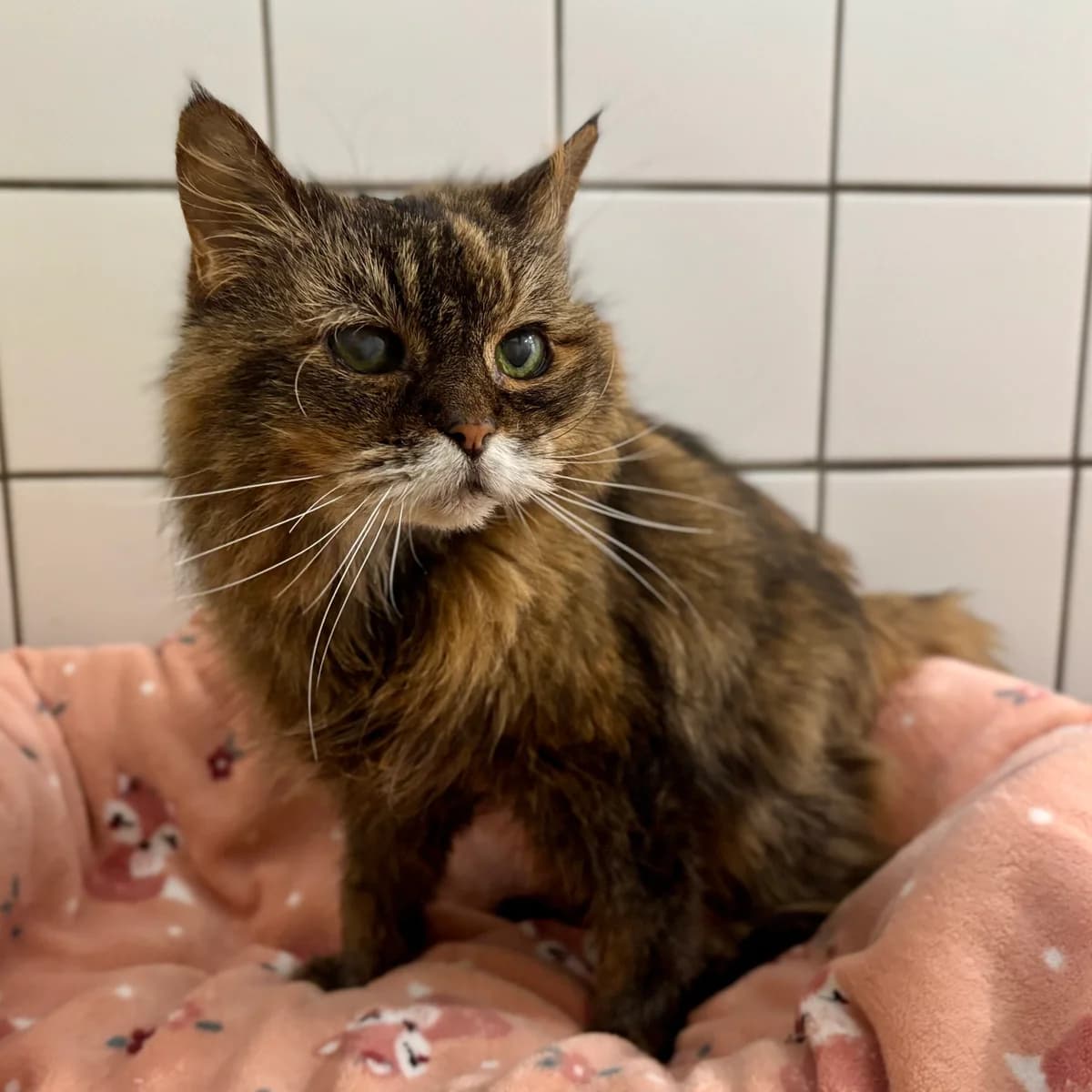 Pflegestelle gesucht, female senior mixed breed for adoption at Tierheim Bonn, Bonn