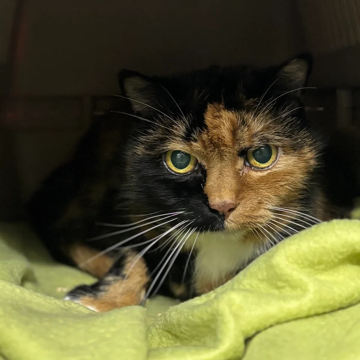 Pippilotta, female senior mixed breed for adoption at Tierheim Bonn, Bonn