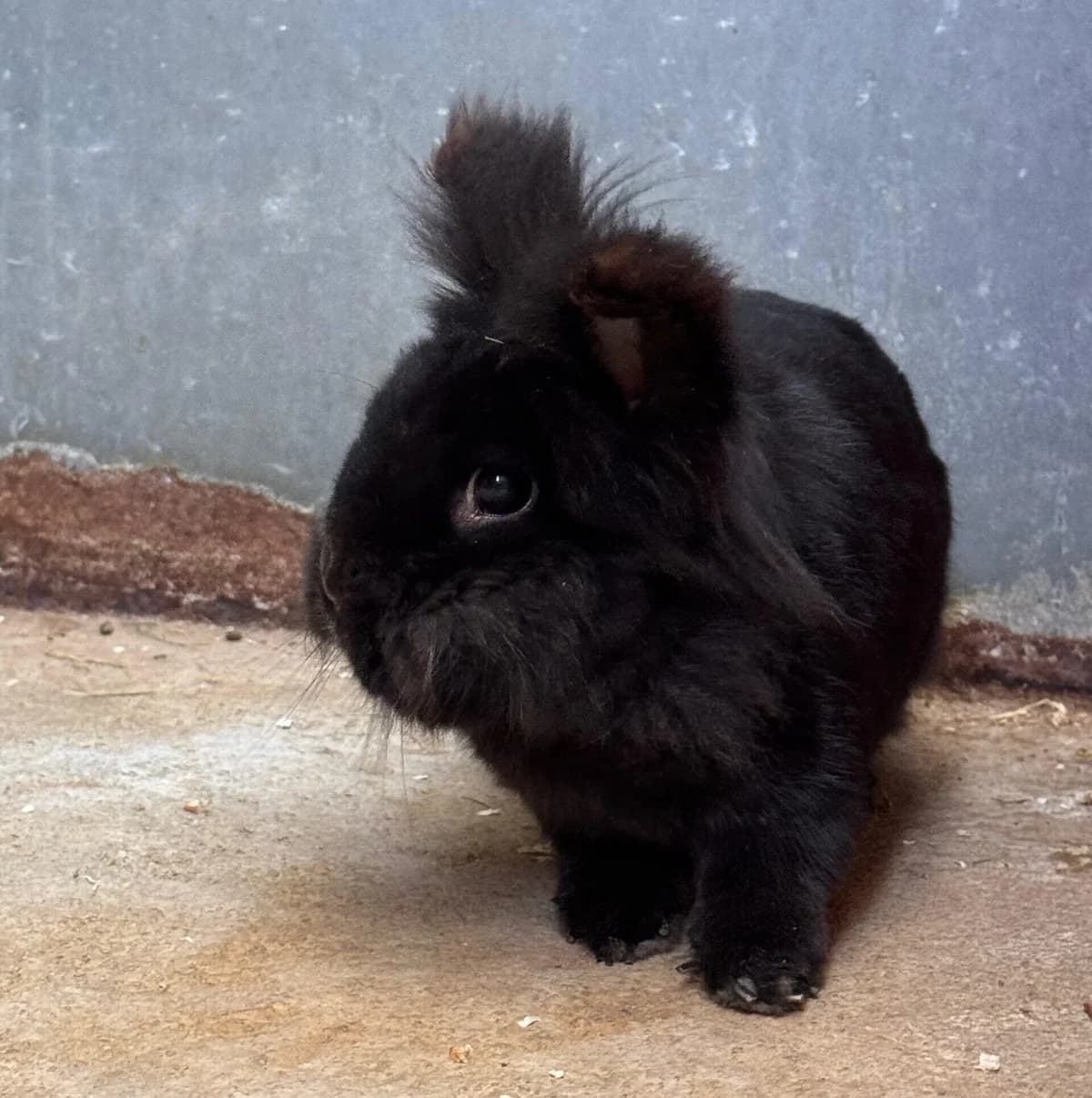 Plüschbert, 5yo mixed breed for adoption at Tierheim Bonn, Bonn