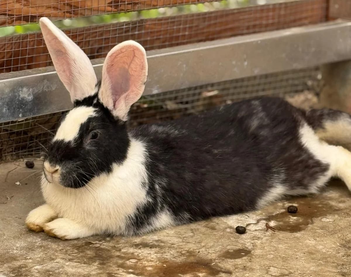 Ponia, young mixed breed for adoption at Tierheim Bonn, Bonn