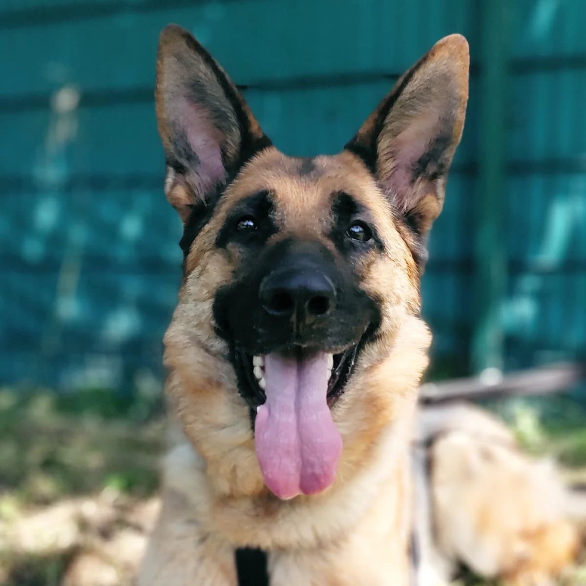 Rani, female 3yo German Shepherd for adoption at Tierheim Bonn, Bonn