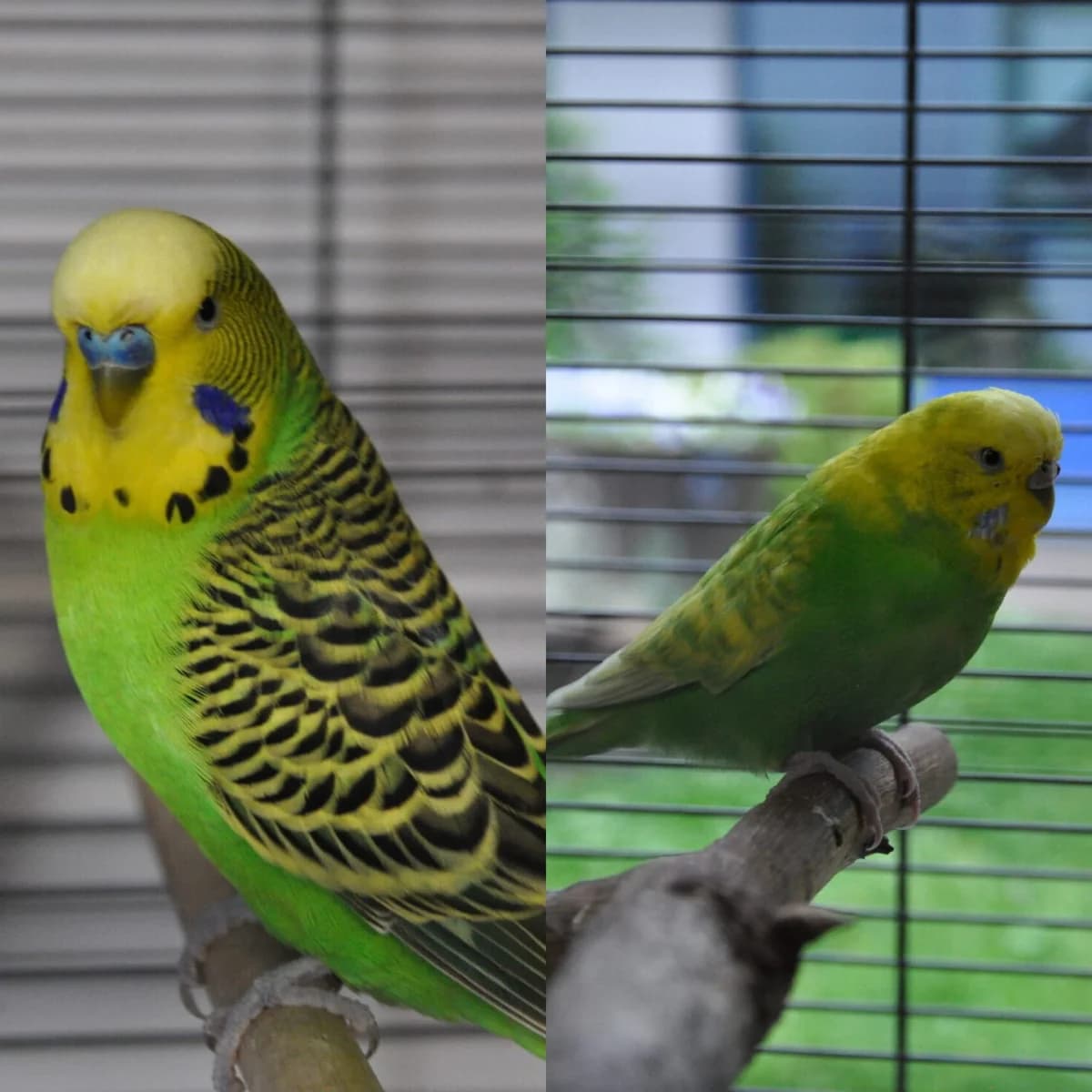 Raupy und Shelly, mixed breed for adoption at Tierheim Bonn, Bonn