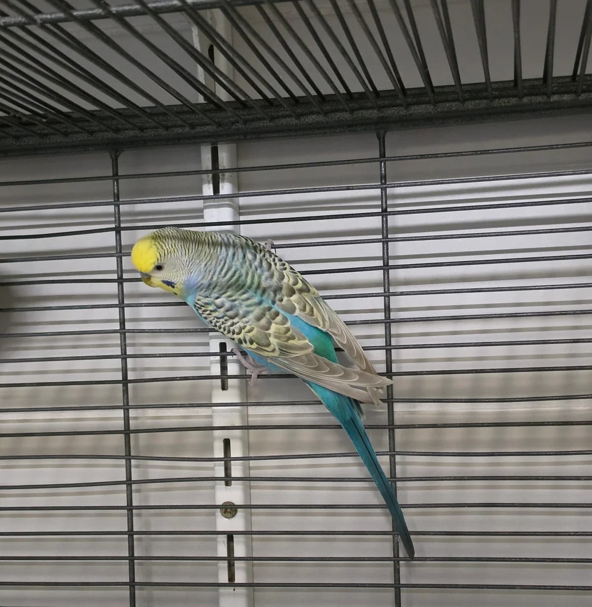 Rio, mixed breed for adoption at Tierheim Bonn, Bonn