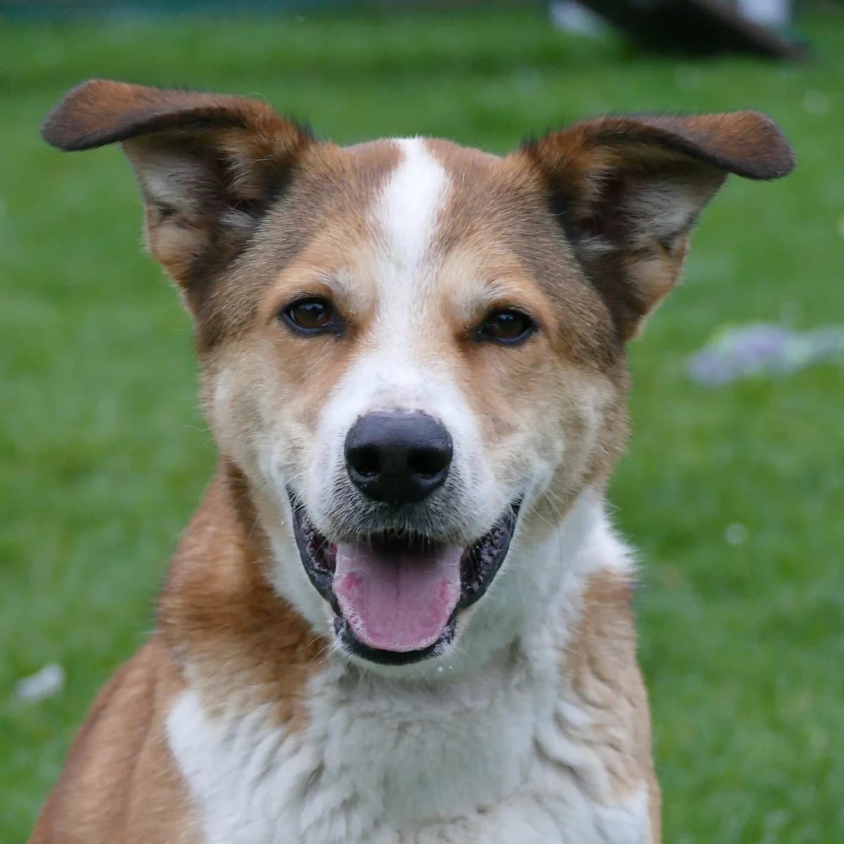Rocky, male Mixed Breed for adoption at Tierheim Bonn, Bonn
