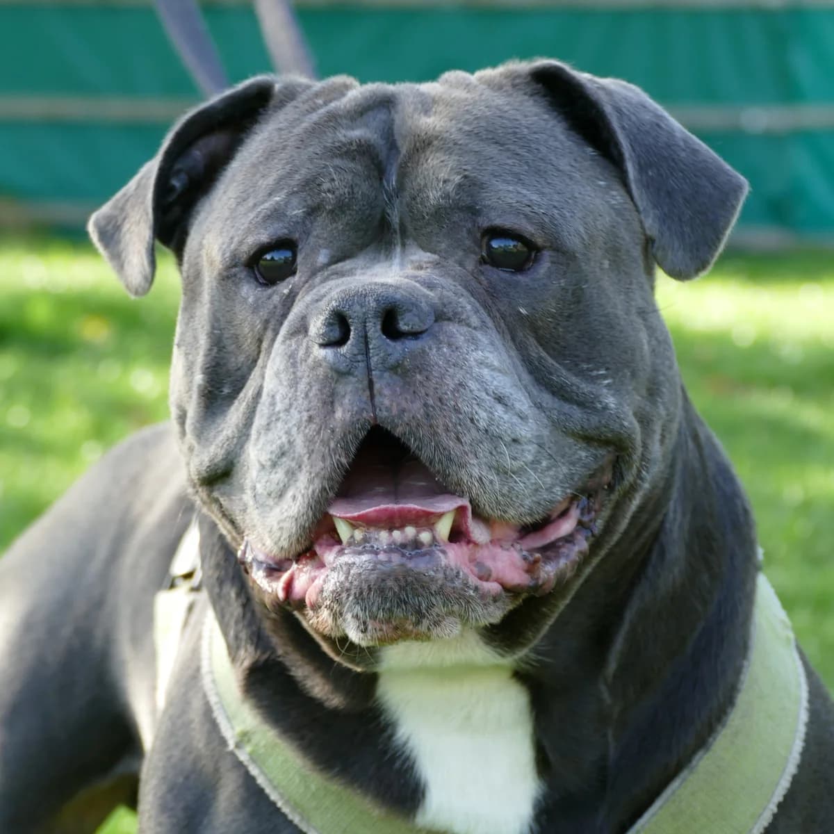 Rolli, male 7yo English Bulldog for adoption at Tierheim Bonn, Bonn