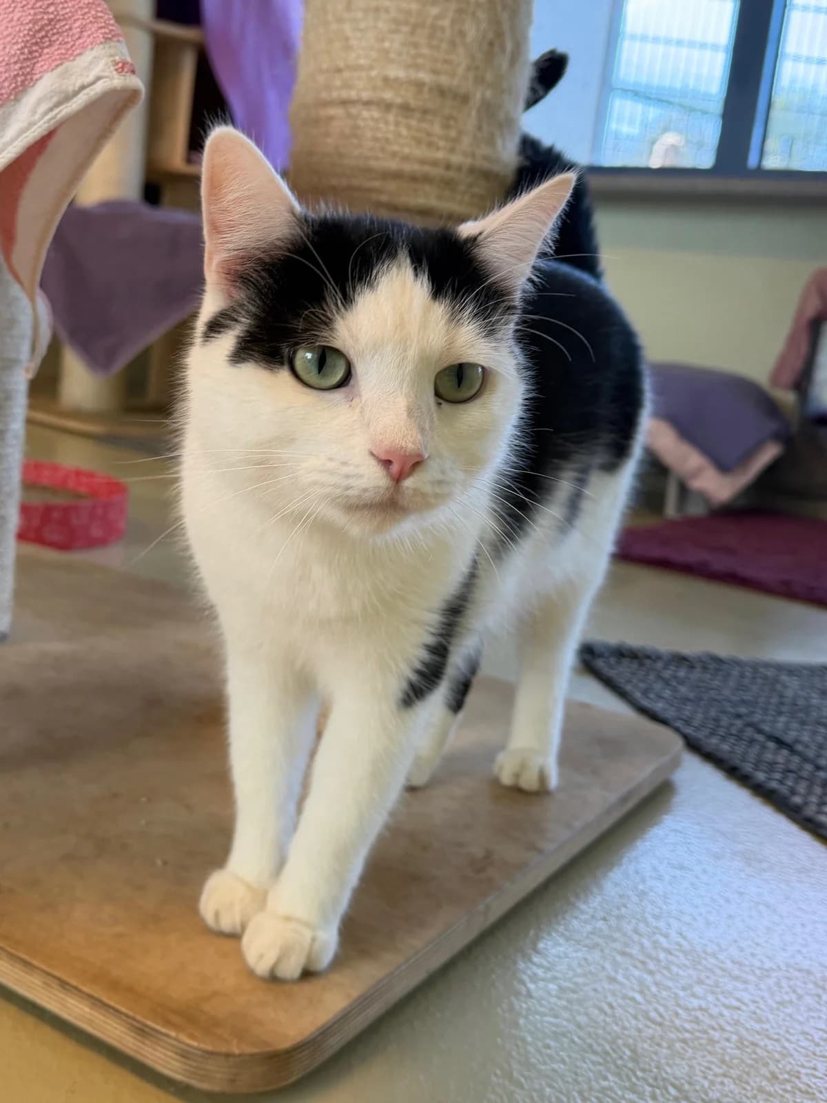 Schmidt, male mixed breed for adoption at Tierheim Bonn, Bonn