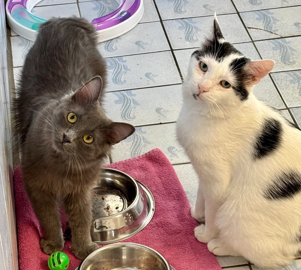Schnubbel & Sir Nörgel, male 6yo European Shorthair for adoption at Tierheim Bonn, Bonn
