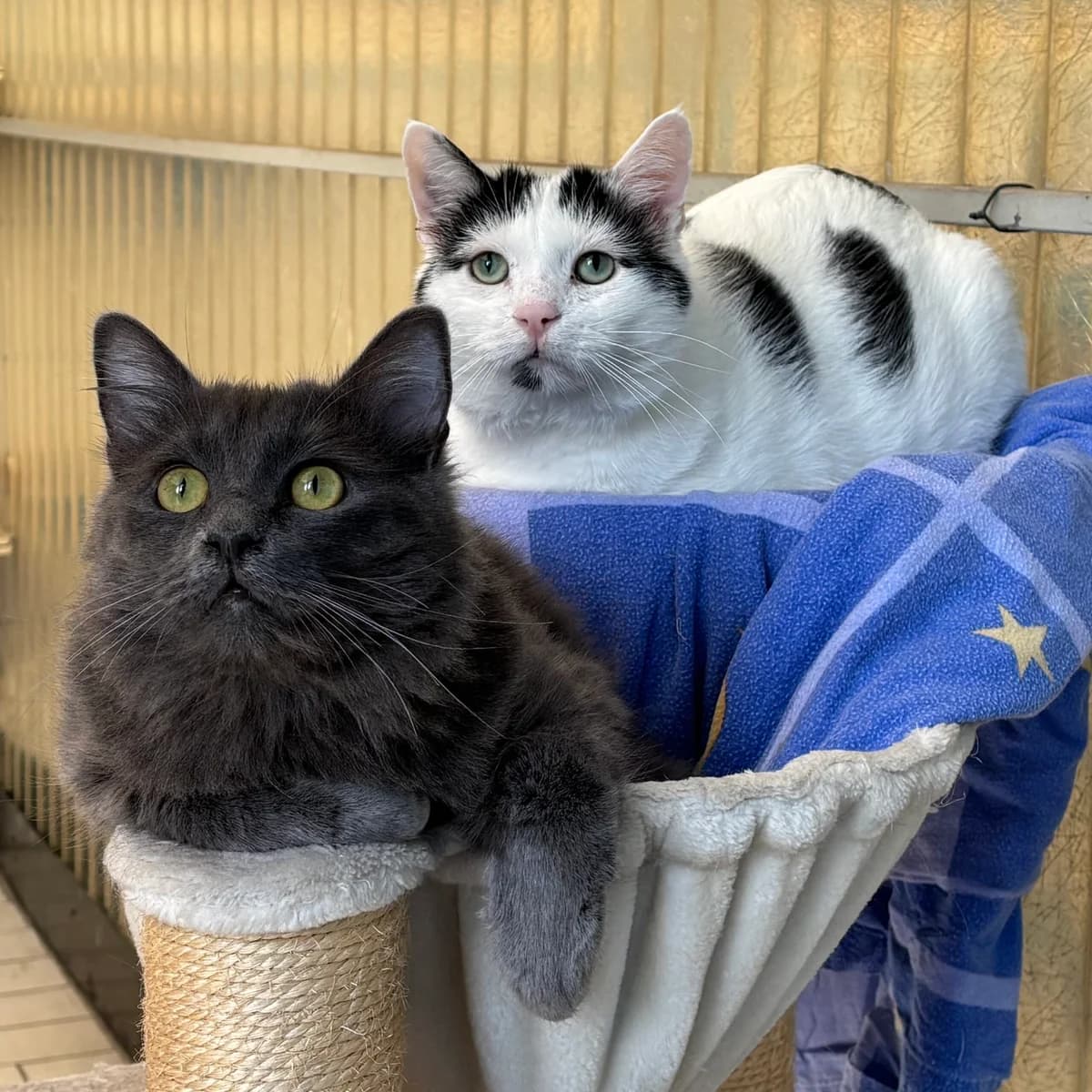 Schnubbel & Sir Nörgel, male 6yo European Shorthair for adoption at Tierheim Bonn, Bonn