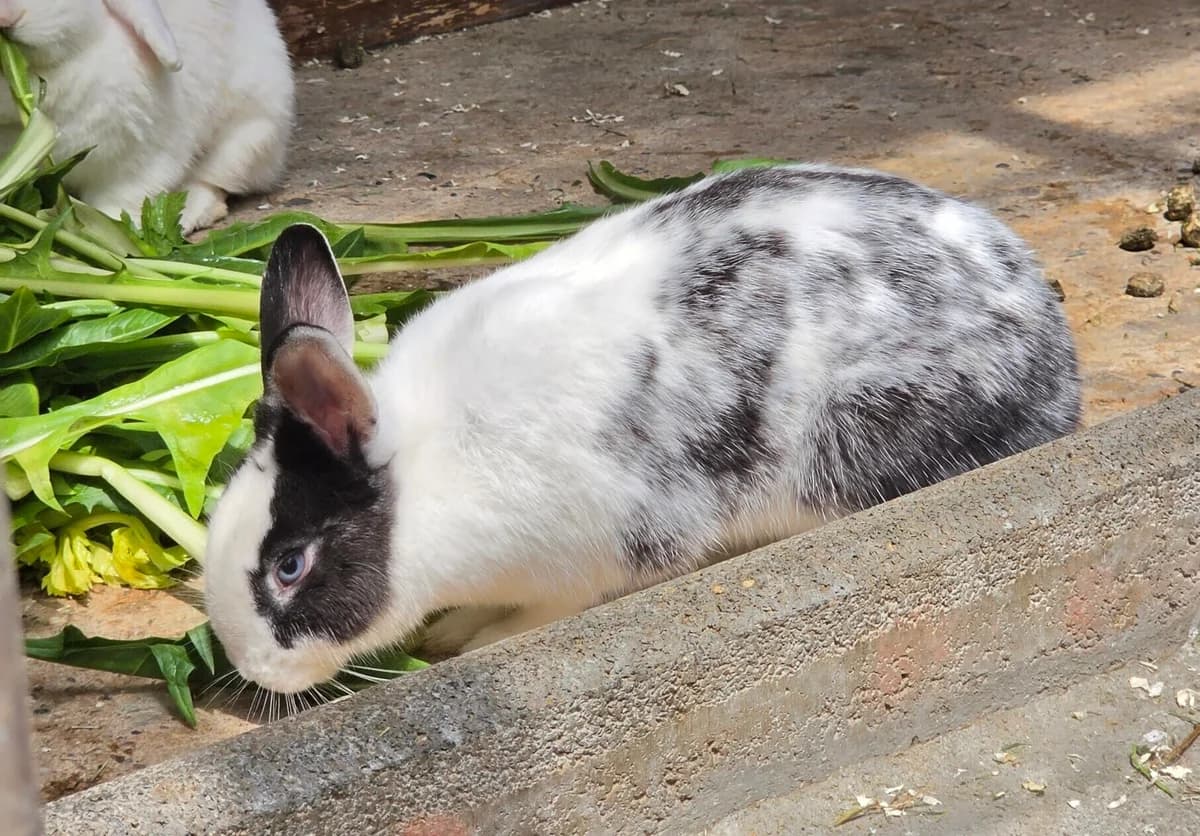 Schnucki, young mixed breed for adoption at Tierheim Bonn, Bonn
