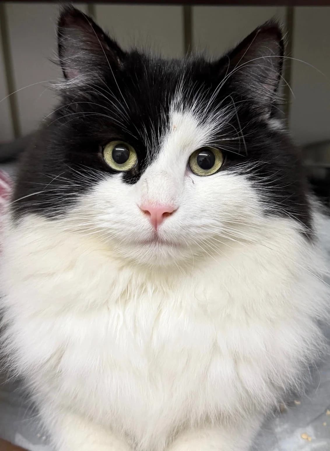 Schnurrlock Holmes, male mixed breed for adoption at Tierheim Bonn, Bonn