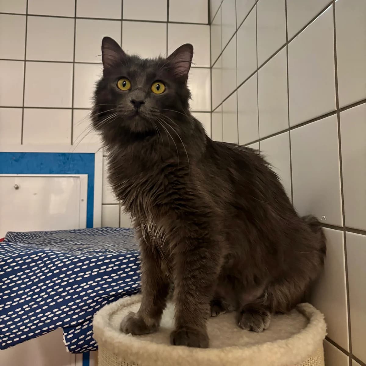 Sir Nörgel, male 4yo mixed breed for adoption at Tierheim Bonn, Bonn