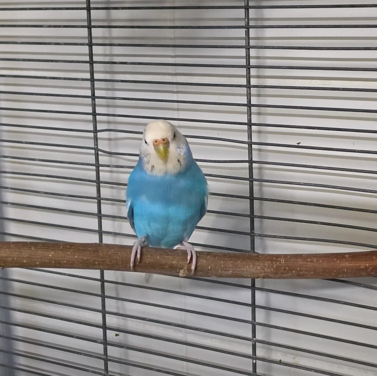 Skadi, mixed breed for adoption at Tierheim Bonn, Bonn