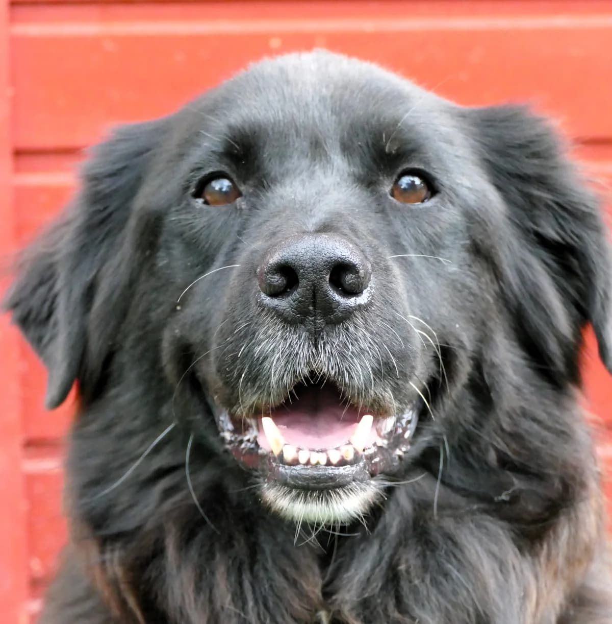 Sky, male senior Newfoundland for adoption at Tierheim Bonn, Bonn