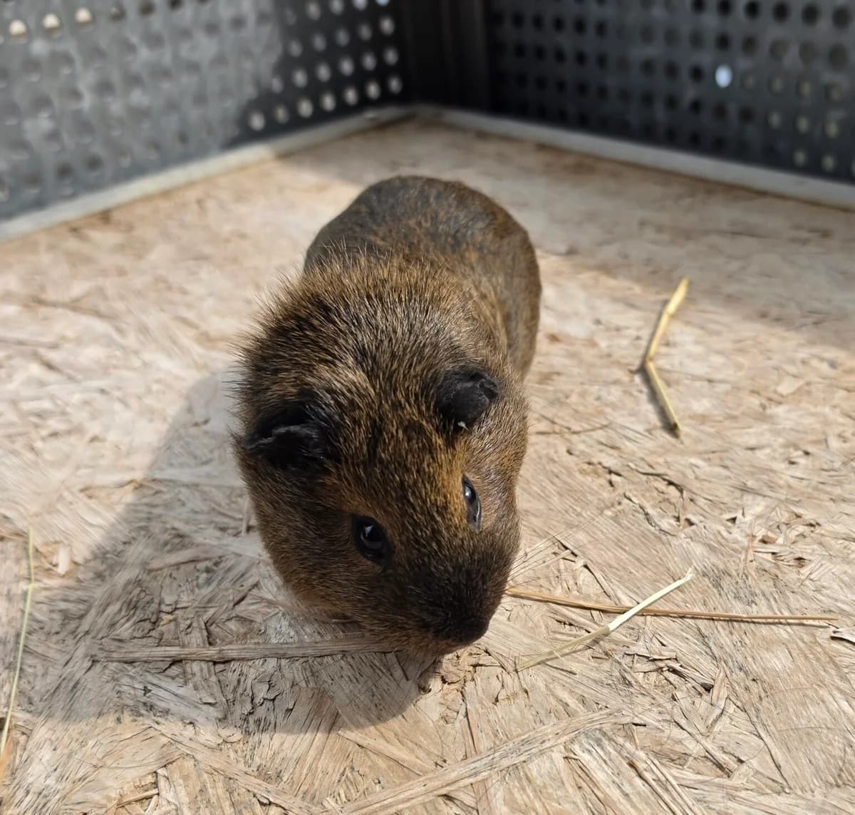 Sonja, young mixed breed for adoption at Tierheim Bonn, Bonn