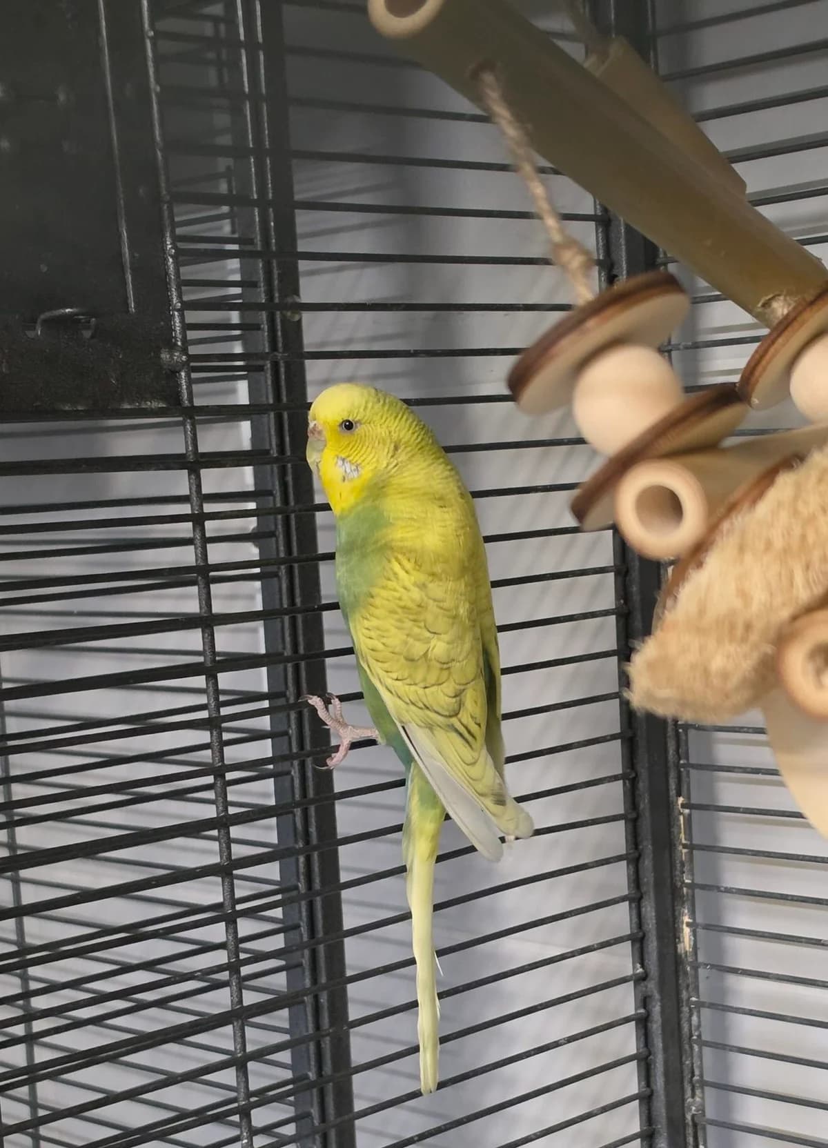 Sonnenschein, mixed breed for adoption at Tierheim Bonn, Bonn