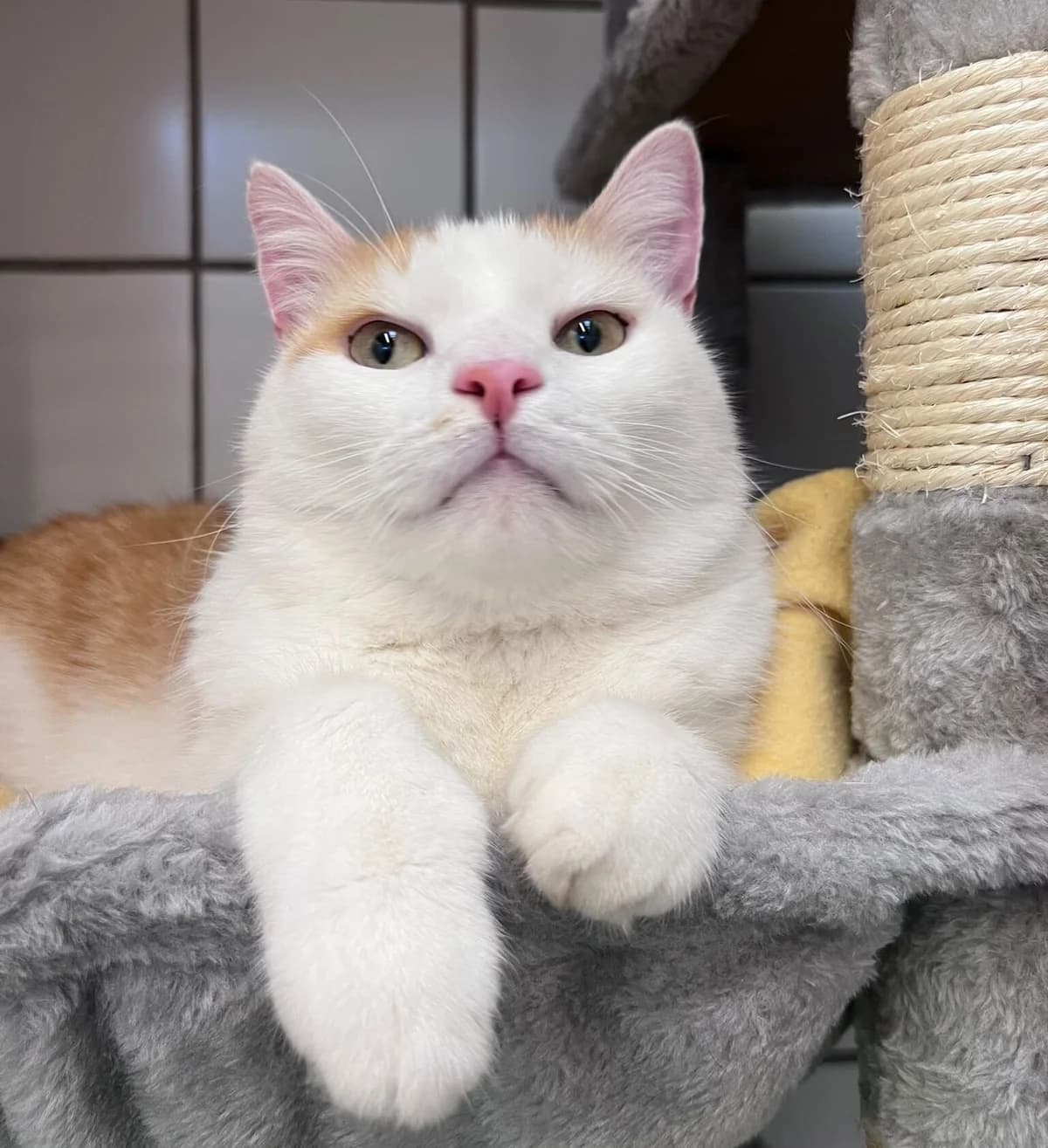 Sparks, male 7yo mixed breed for adoption at Tierheim Bonn, Bonn