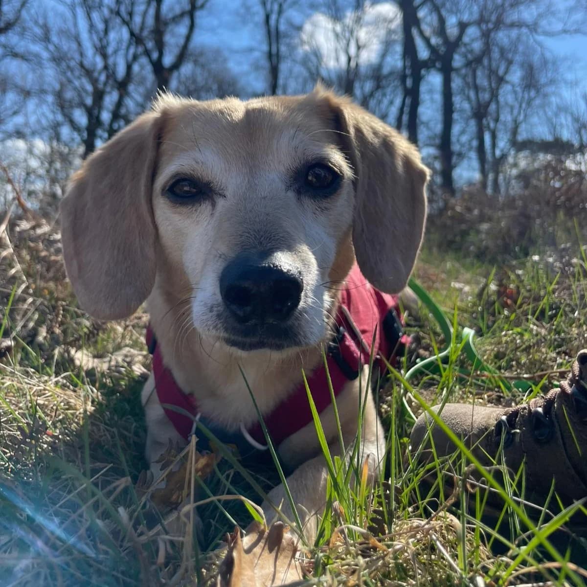 Sugar, male Dachshund for adoption at Tierheim Bonn, Bonn