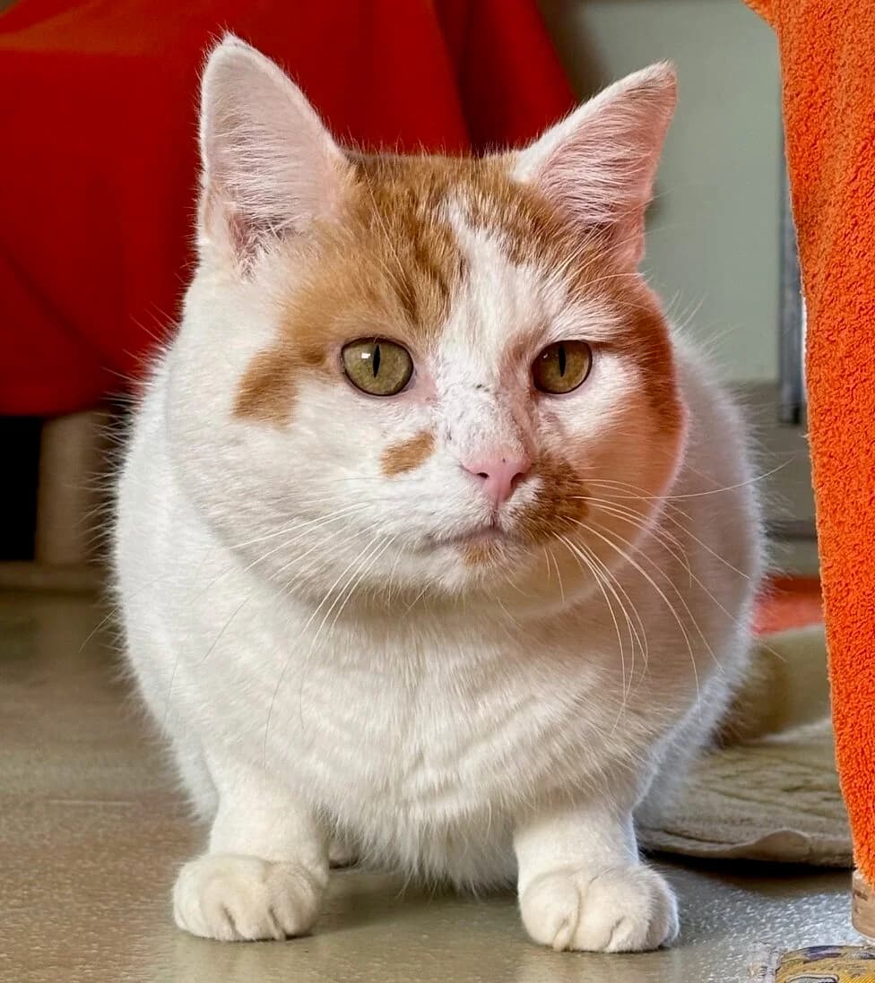 Vorgemerkt, male 6yo mixed breed for adoption at Tierheim Bonn, Bonn
