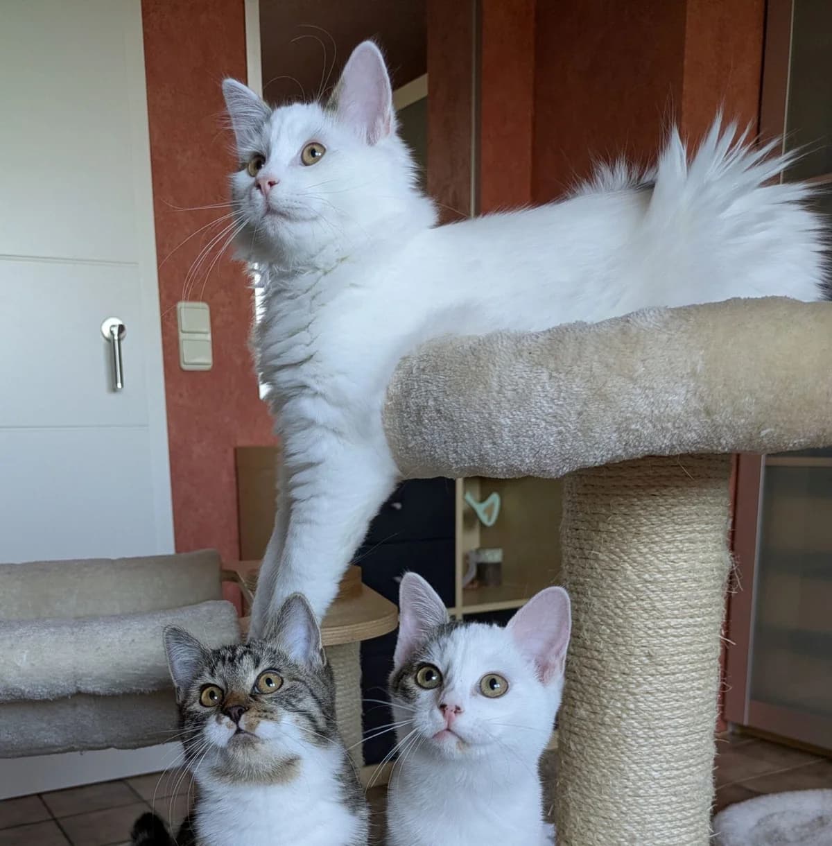 Taylor, Whitney & Freddie, male puppy European Shorthair for adoption at Tierheim Bonn, Bonn