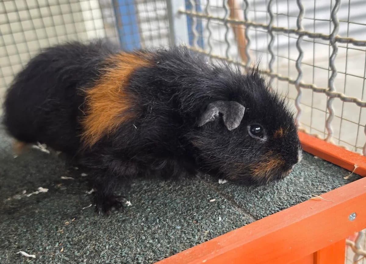 Teddy, puppy mixed breed for adoption at Tierheim Bonn, Bonn