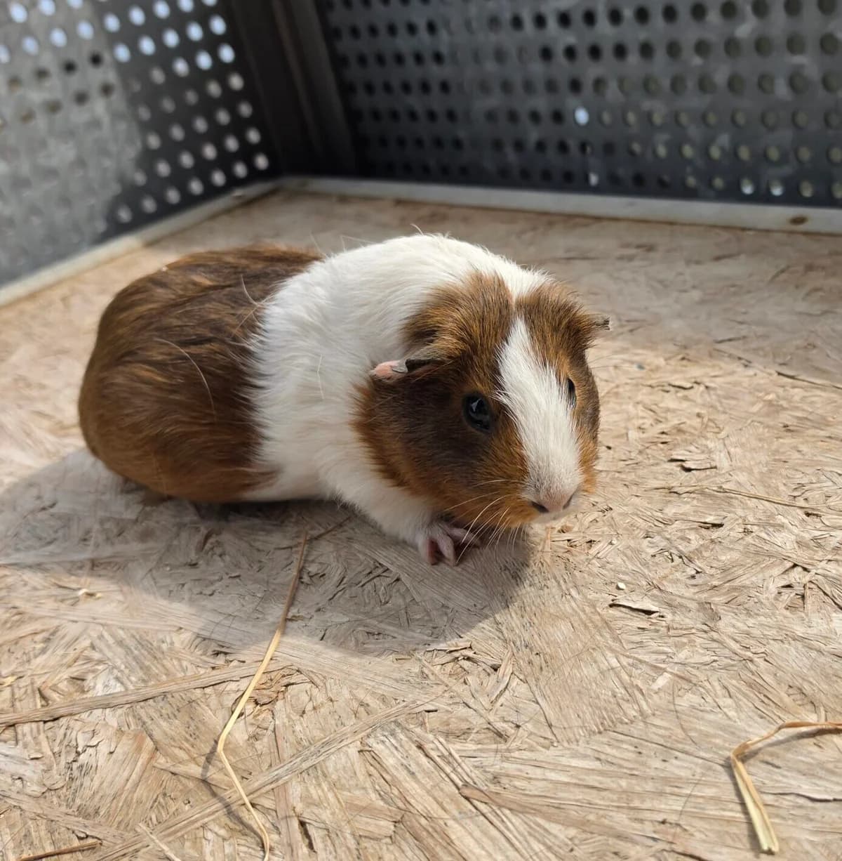 Telly, 4yo mixed breed for adoption at Tierheim Bonn, Bonn