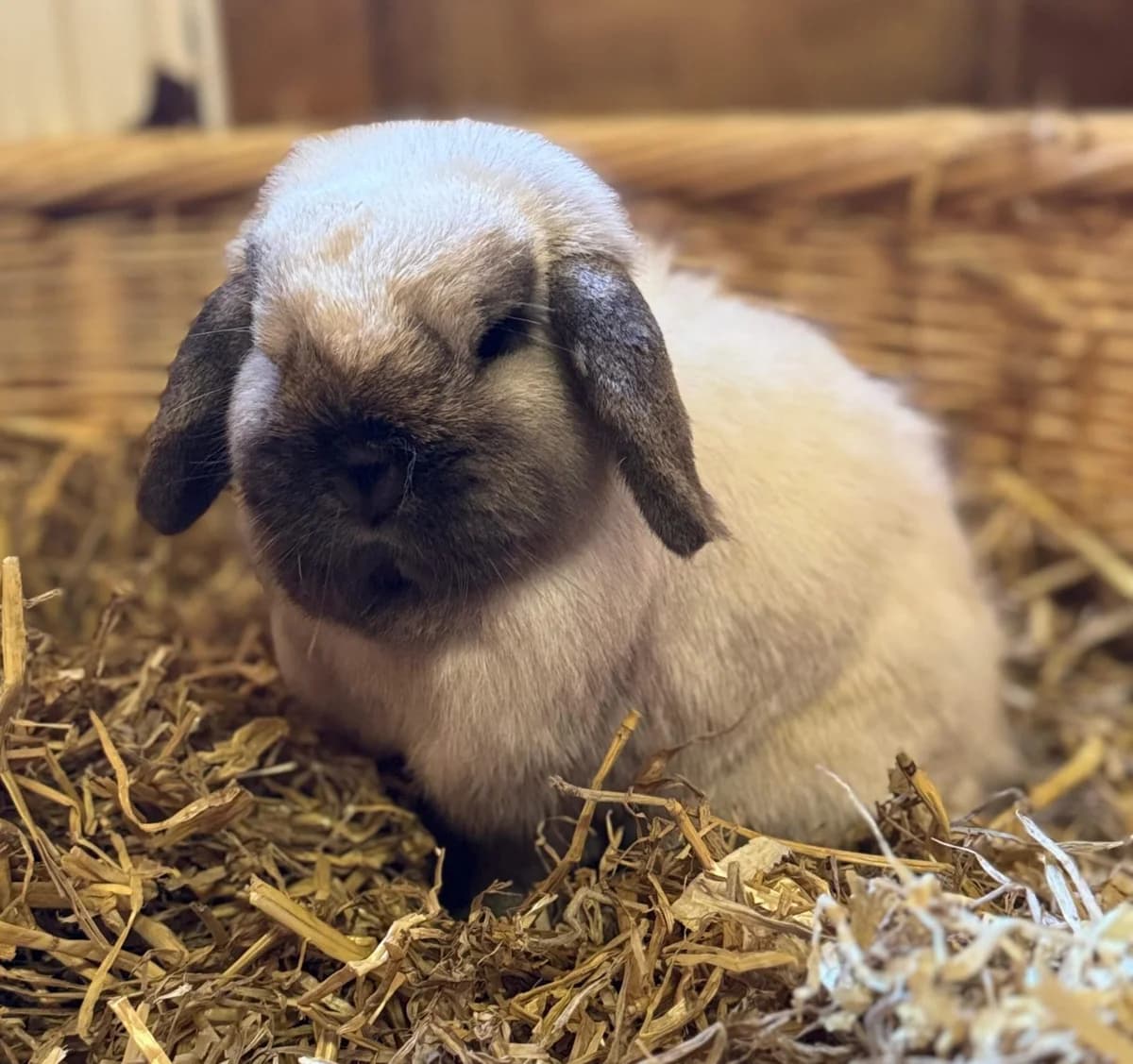 Timmy, 5yo mixed breed for adoption at Tierheim Bonn, Bonn
