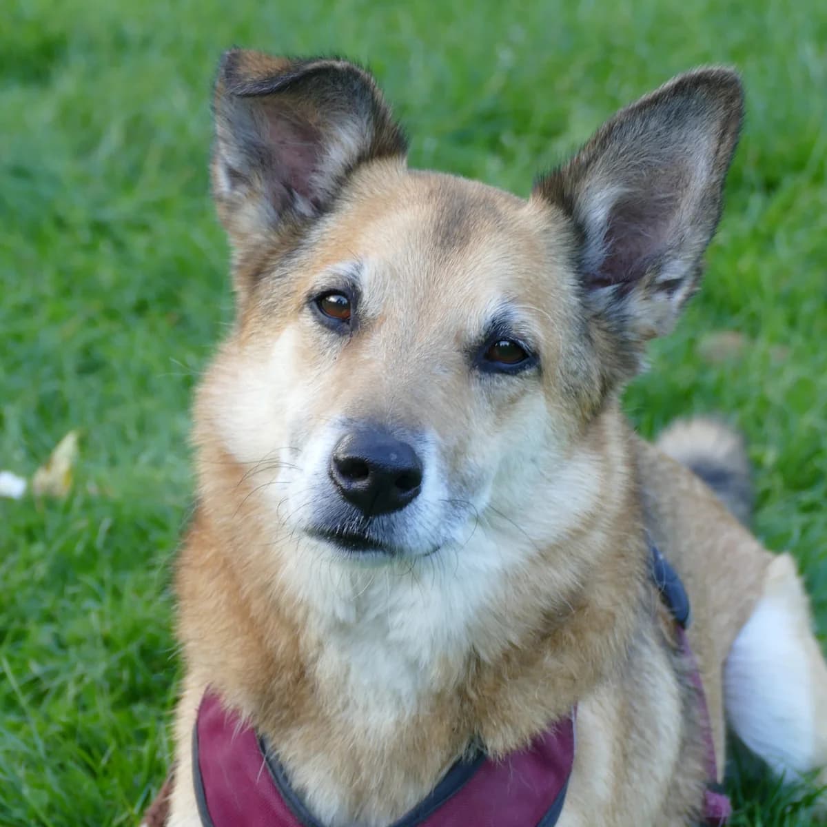 Toffee, male senior Mixed Breed for adoption at Tierheim Bonn, Bonn