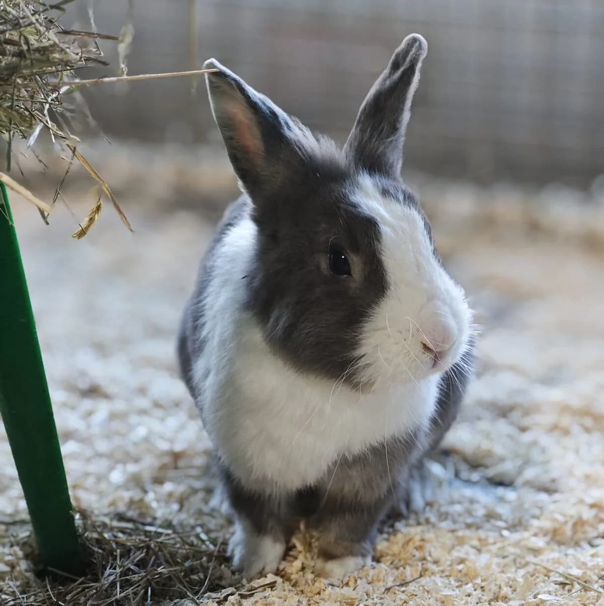 Tonic, young mixed breed for adoption at Tierheim Bonn, Bonn