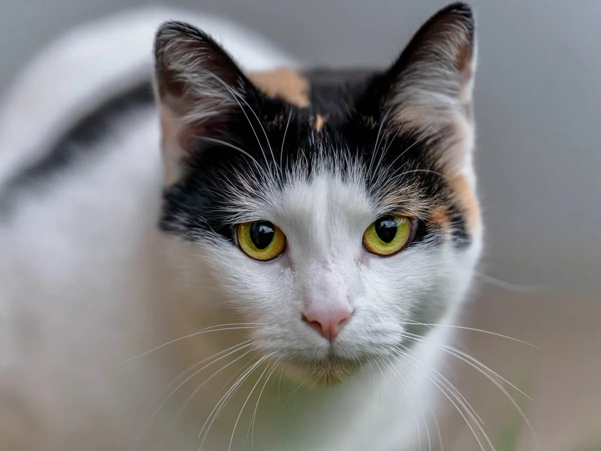 Traude, female mixed breed for adoption at Tierheim Bonn, Bonn