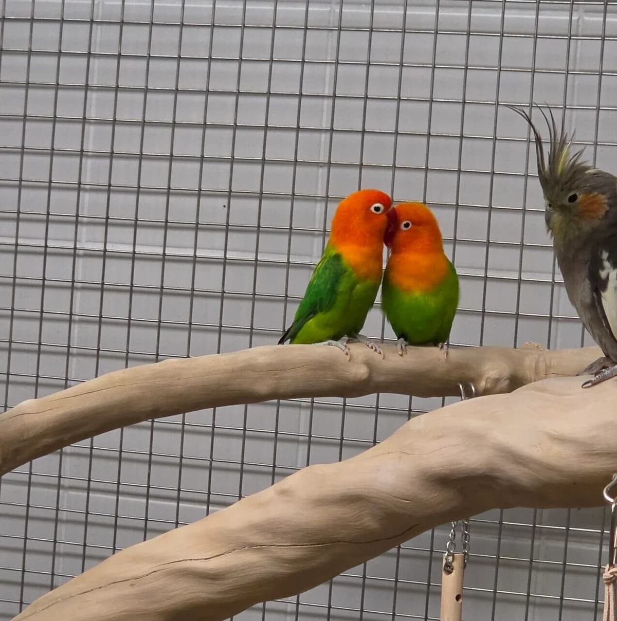 Tristan und Isolde, mixed breed for adoption at Tierheim Bonn, Bonn