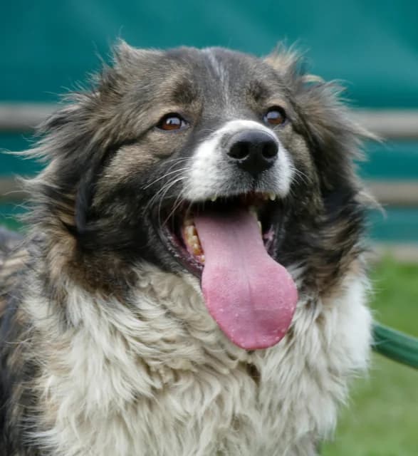 Valentin, male senior Mixed Breed for adoption at Tierheim Bonn, Bonn