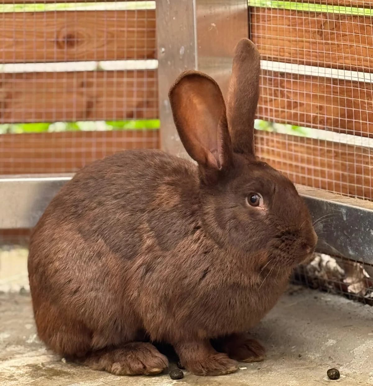Vani, young mixed breed for adoption at Tierheim Bonn, Bonn