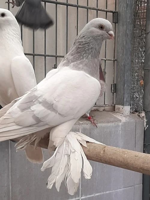 Verschiedene Rassetauben, Mixed Breed for adoption at Tierheim Bonn, Bonn