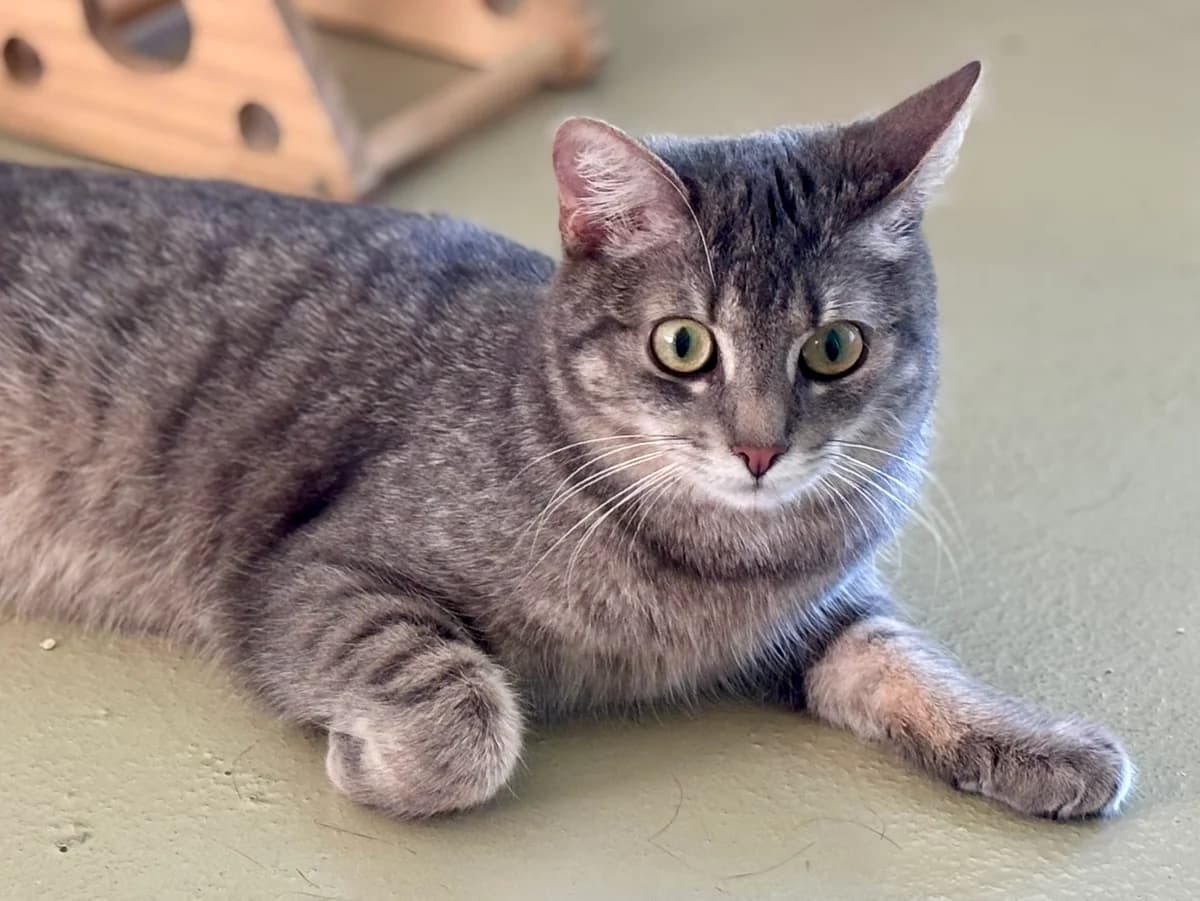 Wibbel, male young European Shorthair for adoption at Tierheim Bonn, Bonn