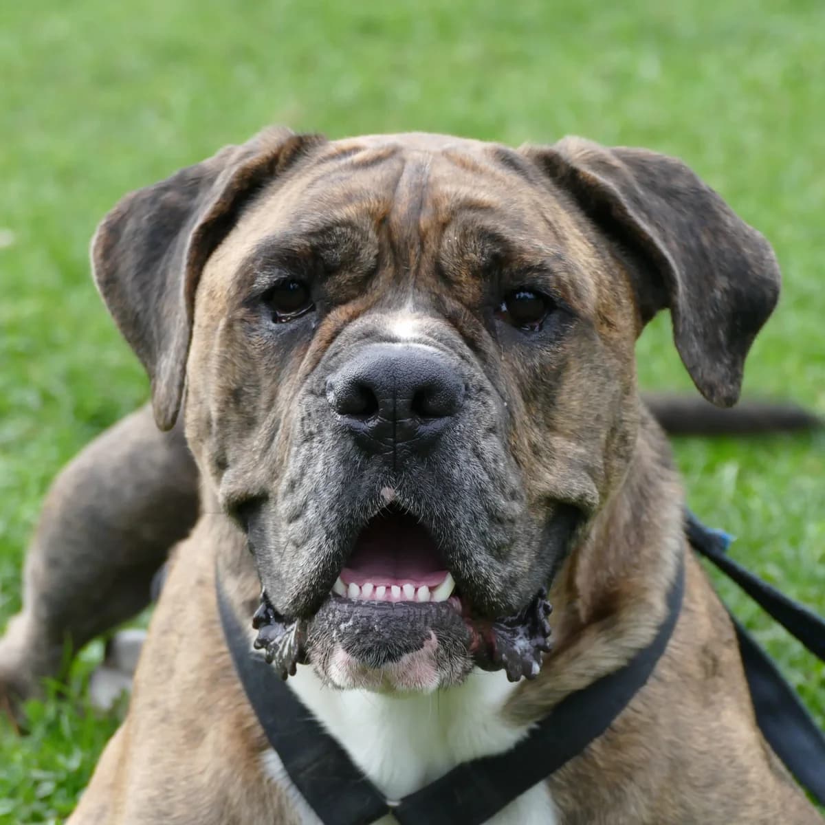 Woody, male 4yo Mixed Breed for adoption at Tierheim Bonn, Bonn