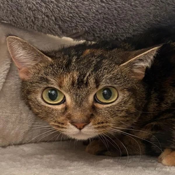 Charry und Marry, female European Shorthair for adoption at Tierheim Bottrop, Bottrop