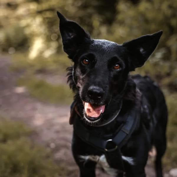 Chica, female Border Collie for adoption at Tierheim Bottrop, Bottrop