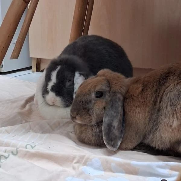 Fiona und Lilly, female mixed breed for adoption at Tierheim Bottrop, Bottrop