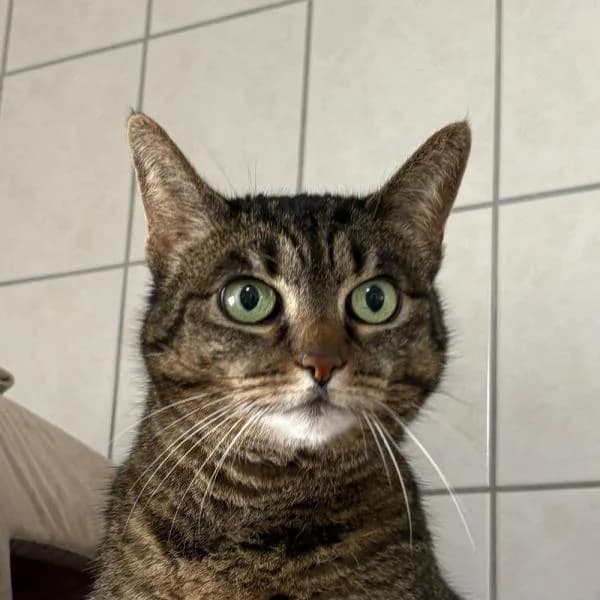 Kimba, female European Shorthair for adoption at Tierheim Bottrop, Bottrop