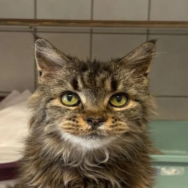 Lilo, female European Shorthair for adoption at Tierheim Bottrop, Bottrop