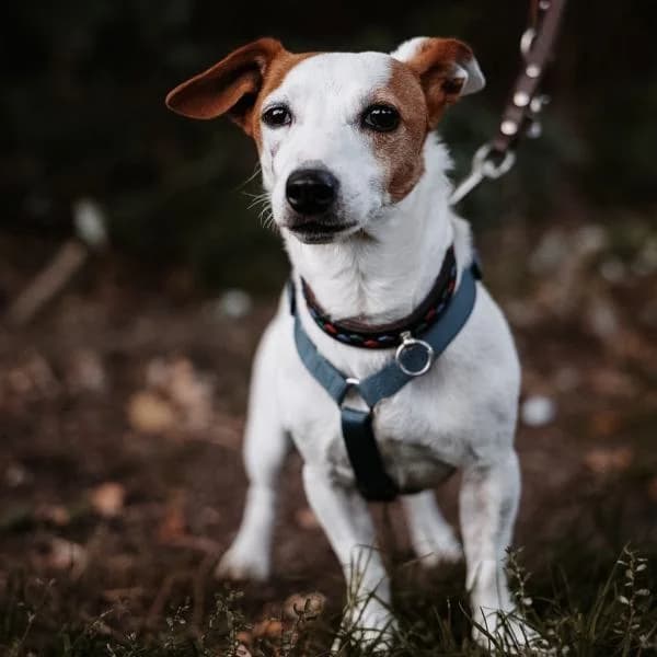 Lizzy, female Jack Russell Terrier for adoption at Tierheim Bottrop, Bottrop
