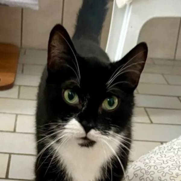 Mimi, female European Shorthair for adoption at Tierheim Bottrop, Bottrop