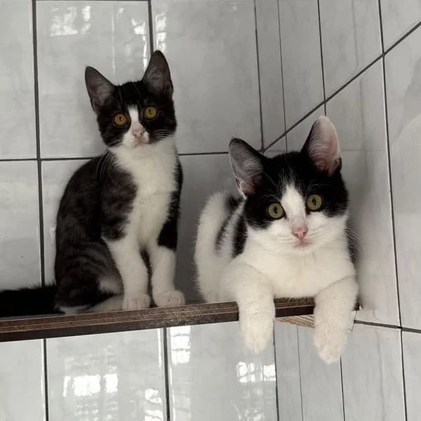 Nacho und Cocco, male British Shorthair for adoption at Tierheim Bottrop, Bottrop