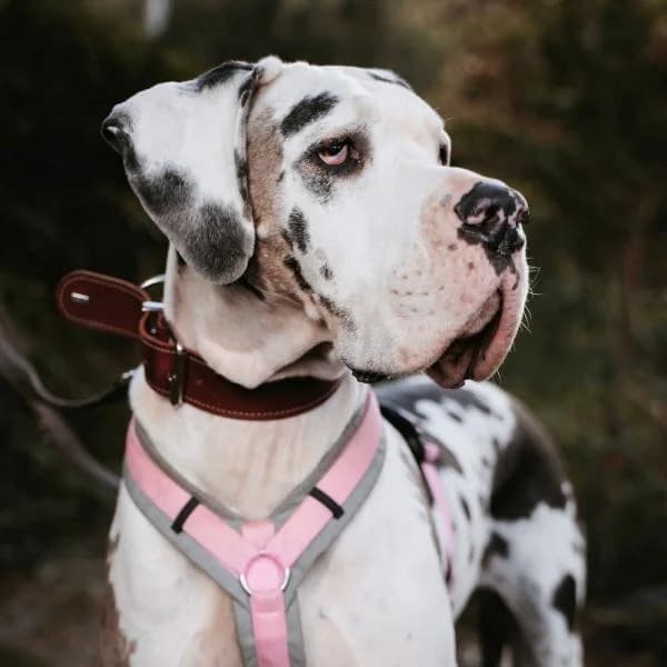 Zeus, male Cane Corso for adoption at Tierheim Bottrop, Bottrop