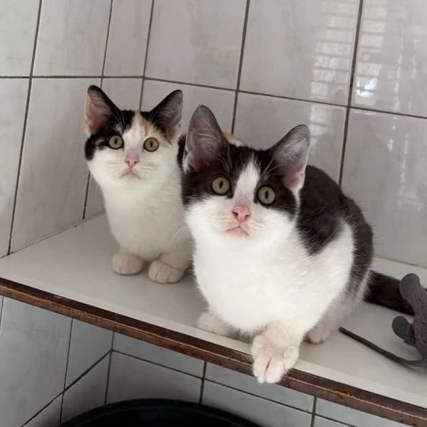 Nova und, male European Shorthair for adoption at Tierheim Bottrop, Bottrop