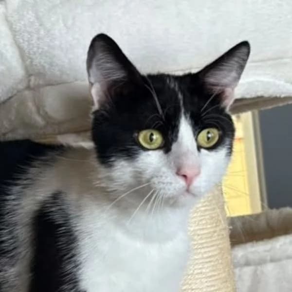 Nazli, female European Shorthair for adoption at Tierheim Bottrop, Bottrop