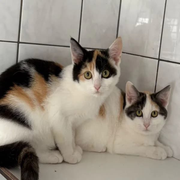 Peaches und Macy, female British Shorthair for adoption at Tierheim Bottrop, Bottrop