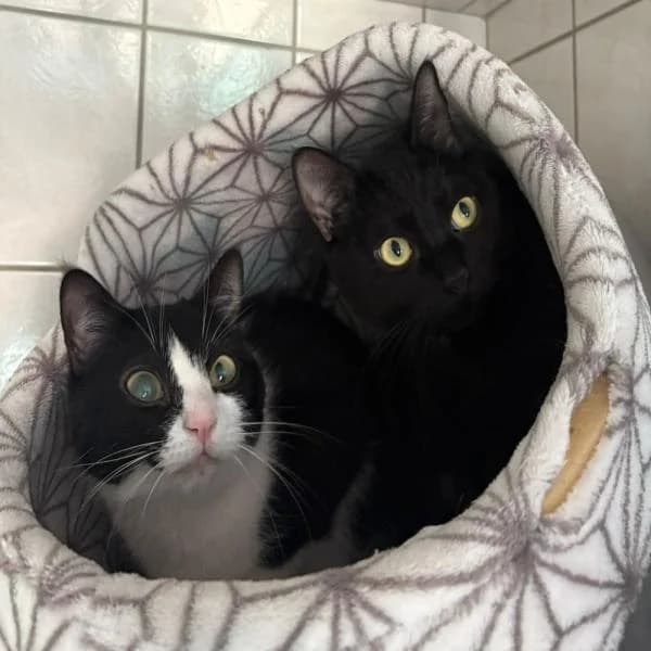 Tinka und Bluna, female European Shorthair for adoption at Tierheim Bottrop, Bottrop